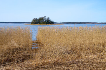 Dry plant on the Baltic Sea coast in Finland in the spring