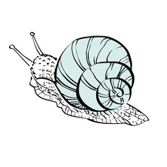 Grape Snail. Slow moving Snail isolated on white background. Sketch vector illustration.