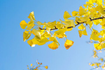 ginkgo yellow leaves under a blue sky.Autumn season background concept.