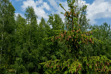 Young growing spruce blossom on a tip of branch spring, beautiful new cones in spruce