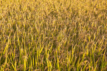 Golden rice field harvest in autumn