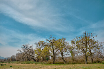 Nature in floodplain in Karacabey Turkey. Trees extends to sky and many types of plants suches bushes and marshy places and forest.