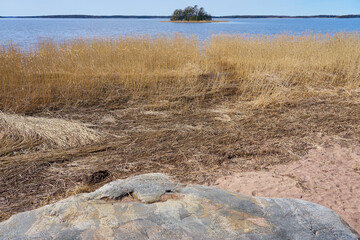 Dry plant on the Baltic Sea coast in Finland in the spring