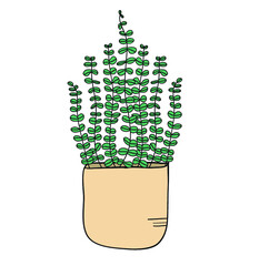 Plant in a pot