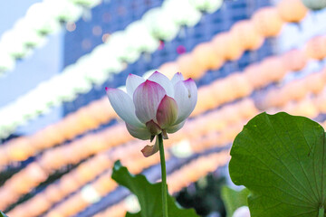 Lotus Flower Buddhist Temple South Korea Seoul Asia