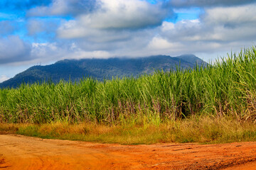 Fototapeta na wymiar Sugarcane and Itaóca hill in the background. 