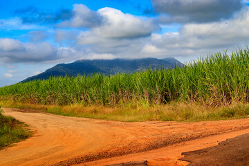 Fototapeta na wymiar Sugarcane and Itaóca hill in the background. 