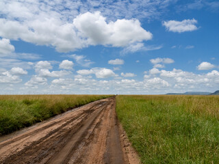 Fototapeta na wymiar Serengeti National Park, Tanzania, Africa - February 29, 2020: Dirt road through Serengeti National Park
