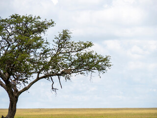 Fototapeta na wymiar Serengeti National Park, Tanzania, Africa - February 29, 2020: Leopard resting on branch of tree on Safari