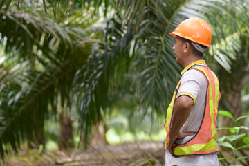 Asian palm oil farmer standing wearing safety helmet