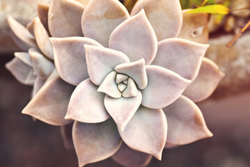 Close Up Succulent Cactus in Bloom