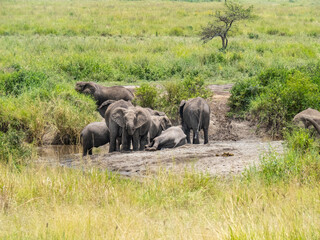 Fototapeta premium Serengeti National Park, Tanzania, Africa - February 29, 2020: Family of elephants playing along stream in Serengeti National Park