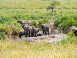 Fototapeta premium Serengeti National Park, Tanzania, Africa - February 29, 2020: Family of elephants playing along stream in Serengeti National Park