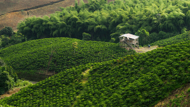 Caf&eacute; - Cafetales de Colombia
Cultivos de caf&eacute;