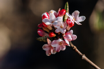 Sweet Daphne Odora, Daphne Flower with dark background