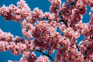 Fototapeta premium Detail of Cherry blossom in Spring