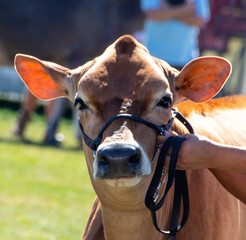 beautiful brown cow on at the Easter Show in Sydney NSW Australia