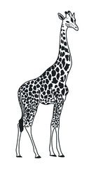Giraffe Hand-drawn illustration