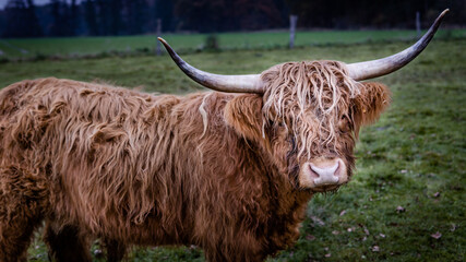 Closeup shot of a shaggy bull in a field