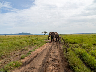 Fototapeta na wymiar Serengeti National Park, Tanzania, Africa - February 29, 2020: African Elephant walking down the dirt path of Serengeti National Park