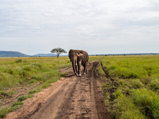 Serengeti National Park, Tanzania, Africa - February 29, 2020: African Elephant walking down the dirt path of Serengeti National Park
