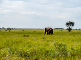 Fototapeta na wymiar Serengeti National Park, Tanzania, Africa - February 29, 2020: Backside of an elephant as it walks away, Serengeti National Park