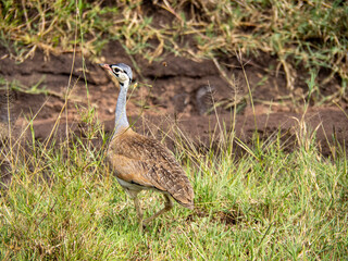 Serengeti National Park, Tanzania, Africa - February 29, 2020: Kori Bustards, heaviest bird amongst the grass in Serengeti National Park