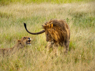 Naklejka premium Serengeti National Park, Tanzania, Africa - February 29, 2020: Lion courting Lioness in the tall grass of Serengeti National Park