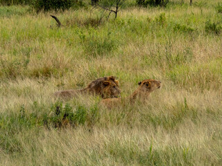 Serengeti National Park, Tanzania, Africa - February 29, 2020: Lion and Lioness lounging in the tall grass of Serengeti National Park