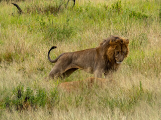 Serengeti National Park, Tanzania, Africa - February 29, 2020: Lion courting Lioness in the tall grass of Serengeti National Park