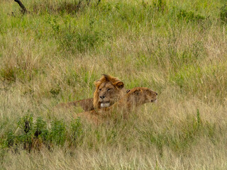 Serengeti National Park, Tanzania, Africa - February 29, 2020: Lion and Lioness lounging in the tall grass of Serengeti National Park