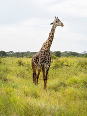 Naklejka na ściany i meble Serengeti National Park, Tanzania, Africa - February 29, 2020: Giraffes eating leaves and Plants along the grassland of Serengeti National Park