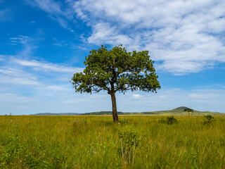Obraz premium Serengeti National Park, Tanzania, Africa - February 29, 2020: Acacia tree standing alone on the Savannah in Serengeti National Park