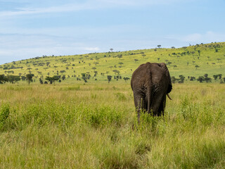 Fototapeta premium Serengeti National Park, Tanzania, Africa - February 29, 2020: Following behind an African elephant as it walks along the dirt road and the Savannah in Serengeti National Park