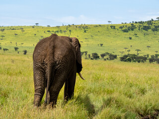 Fototapeta premium Serengeti National Park, Tanzania, Africa - February 29, 2020: Following behind an African elephant as it walks along the dirt road and the Savannah in Serengeti National Park