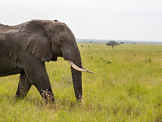 Serengeti National Park, Tanzania, Africa - February 29, 2020: African elephant walking along savannah in Serengeti National Park