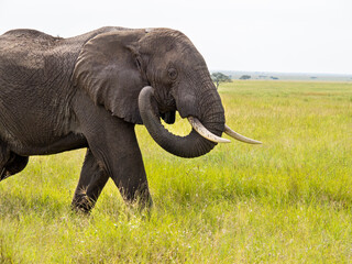 Fototapeta na wymiar Serengeti National Park, Tanzania, Africa - February 29, 2020: African elephant walking along savannah in Serengeti National Park