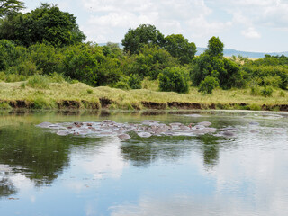 Masai Mara, Kenya, Africa - February 26, 2020: Hippos in pond at Keekorok Lodge in Masai Mara Game Reserve