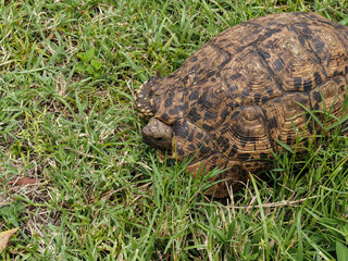 Masai Mara, Kenya, Africa - February 26, 2020: Leopard Tortoise in the grass on Masaai Mara Game Reserve