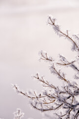 Snowflakes at sunrise
