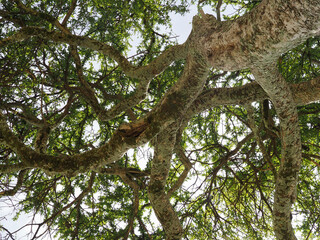 Masai Mara, Kenya, Africa - February 26, 2020: View up at Acacia Tree in Masaai Mara Game Reserve