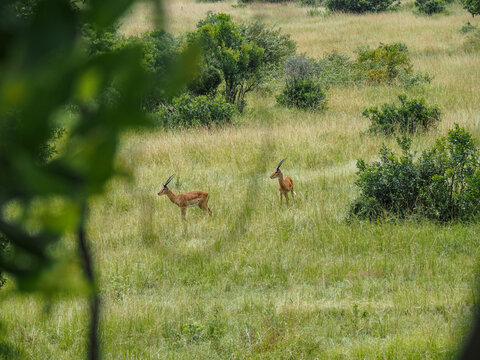 Masai Mara, Kenya, Africa - February 26, 2020: Antelope across the Savannah, Masaai Mara Game Reserve
