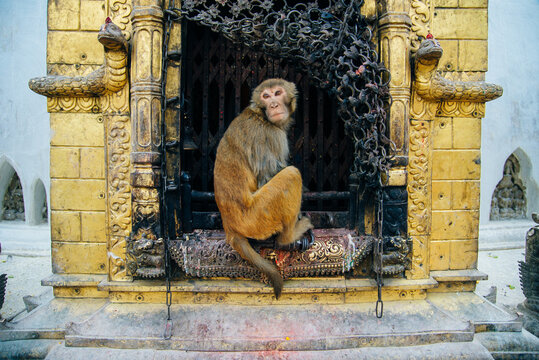 Kathmandu, Nepal - July 2019 Very cute family of Monkeys at the Swayambhunath temple