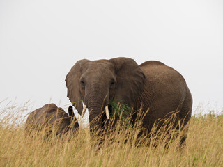 Naklejka na ściany i meble Masaai Mara, Kenya, Africa - February 26, 2020: African elephants in tall grass on Safari, Masaai Mara Game Reserve