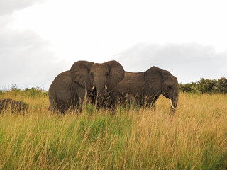 Masaai Mara, Kenya, Africa - February 26, 2020: African elephants in tall grass on Safari, Masaai Mara Game Reserve
