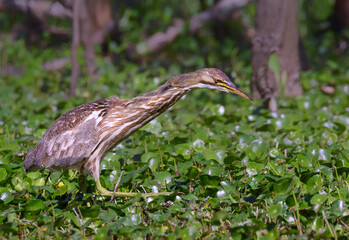 American bittern (Botaurus lentiginosus) stretches neck looking for prey in a forest swamp, Brazos Bend State Park, Texas, USA.