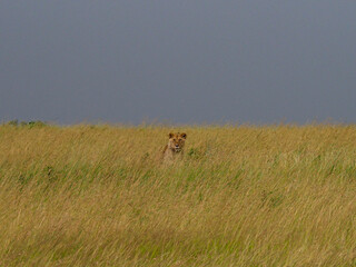 Masai Mara, Kenya, Africa - February 26, 2020: Female Lioness camouflaged along the savannah at Masaai Mara Game Reserve