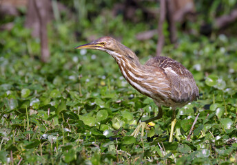 American bittern (Botaurus lentiginosus) stretches neck looking for a prey, Brazos Bend State Park, Texas, USA.
