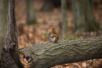 American red squirrel ((Tamiasciurus hudsonicus) known as the pine squirrel, North American red squirrel and chickaree.