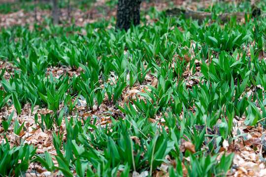 Wild Ramps - wild garlic ( Allium tricoccum), commonly known as ramp, ramps, spring onion,  wild leek, wood leek.  North American species of wild onion. in Canada, ramps are considered rare delicacies